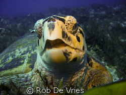 Turtle, looking up while eating, in lots of current. by Rob De Vries 